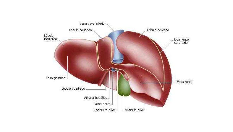 Partes del hígado humano