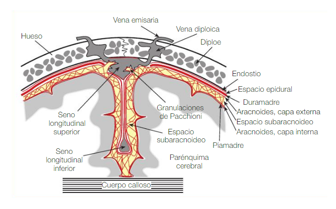 Anatomía meninges
