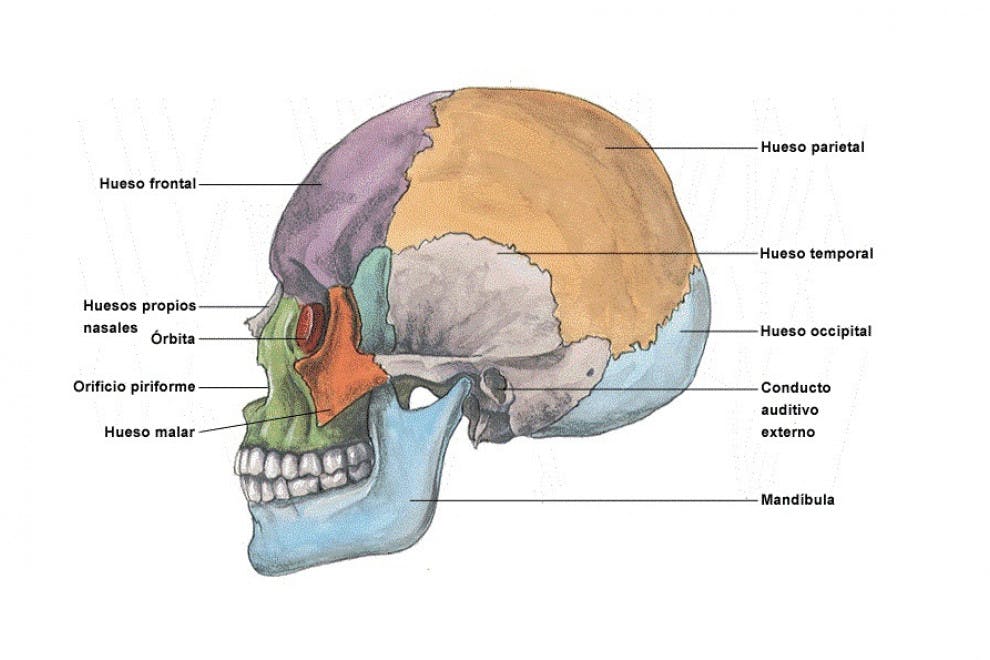 Huesos del cráneo y la cabeza