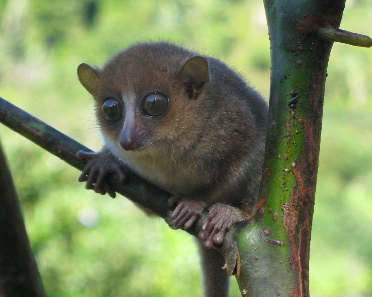 lemur-raton