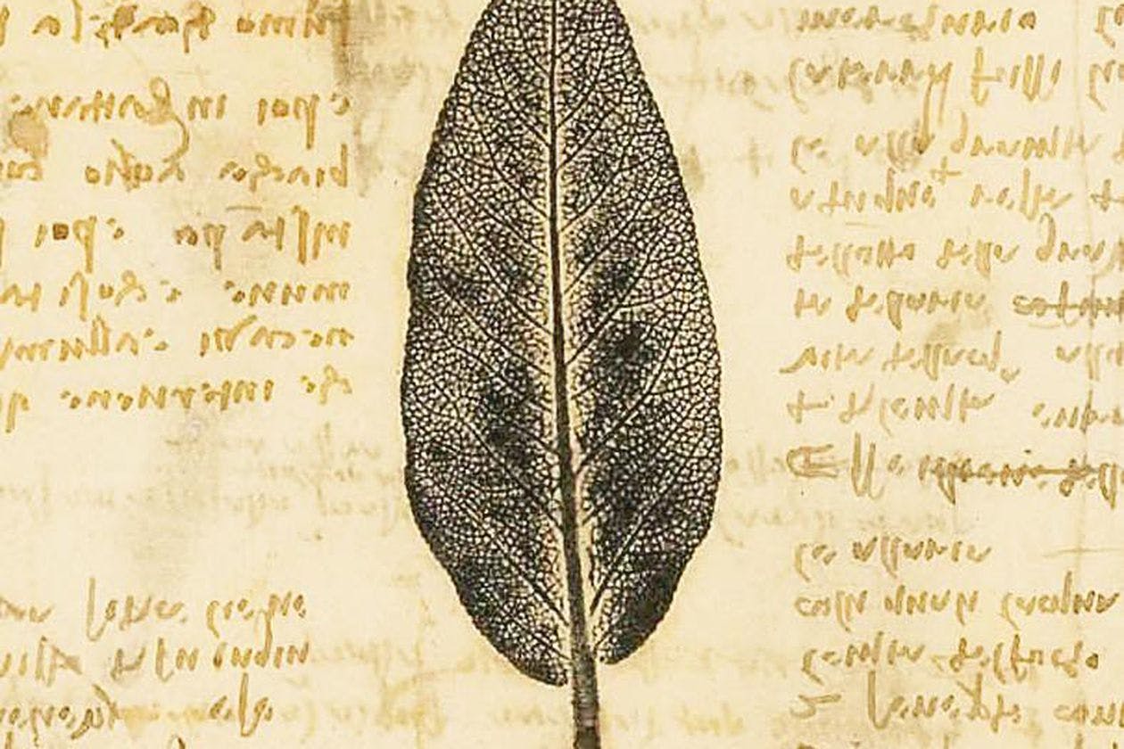 Da Vinci botánica