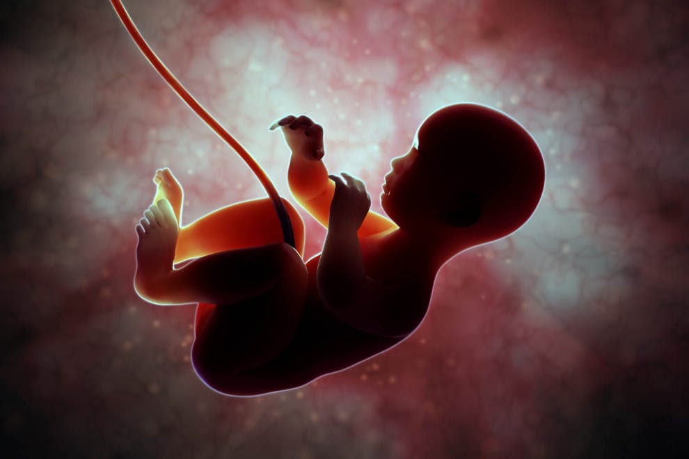 Diferencias embrión feto