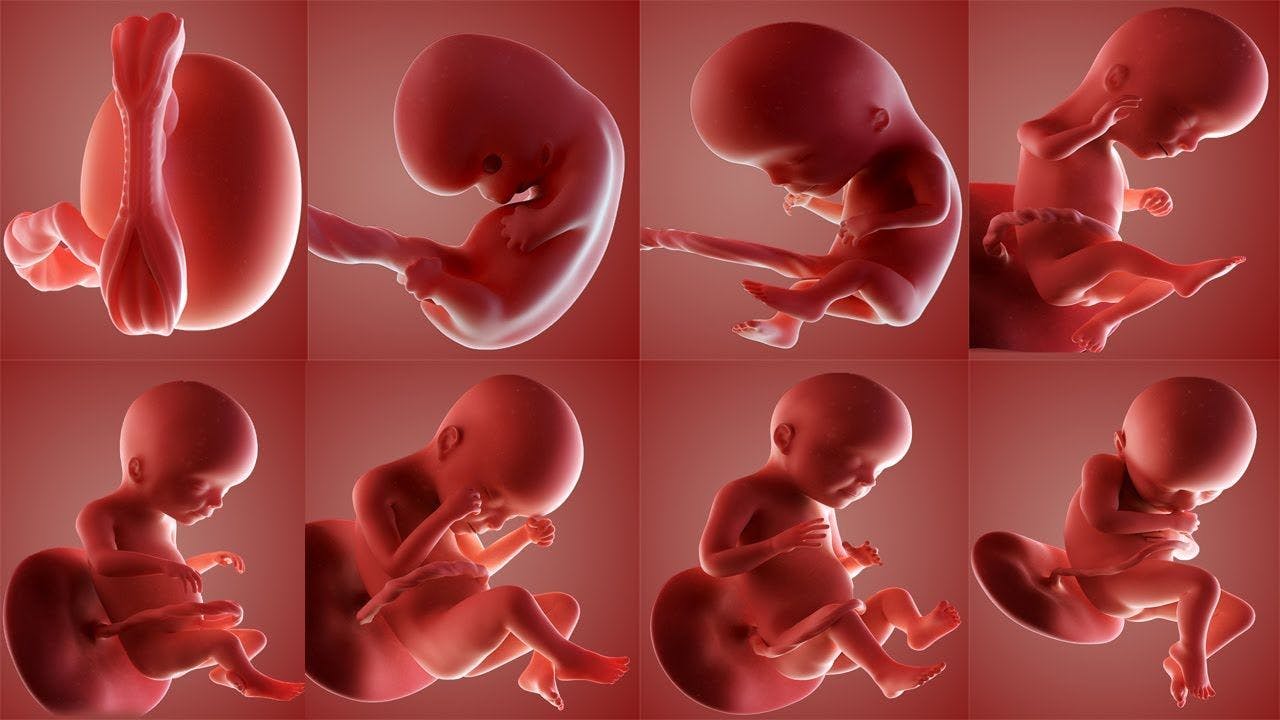 Desarrollo fetal