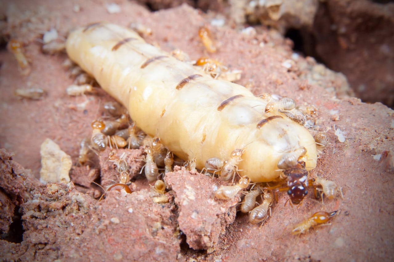 La termita reina