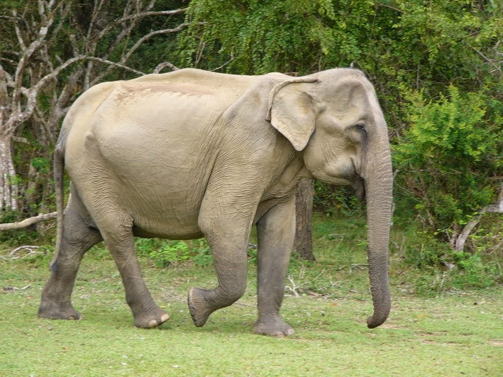 El elefante asiático
