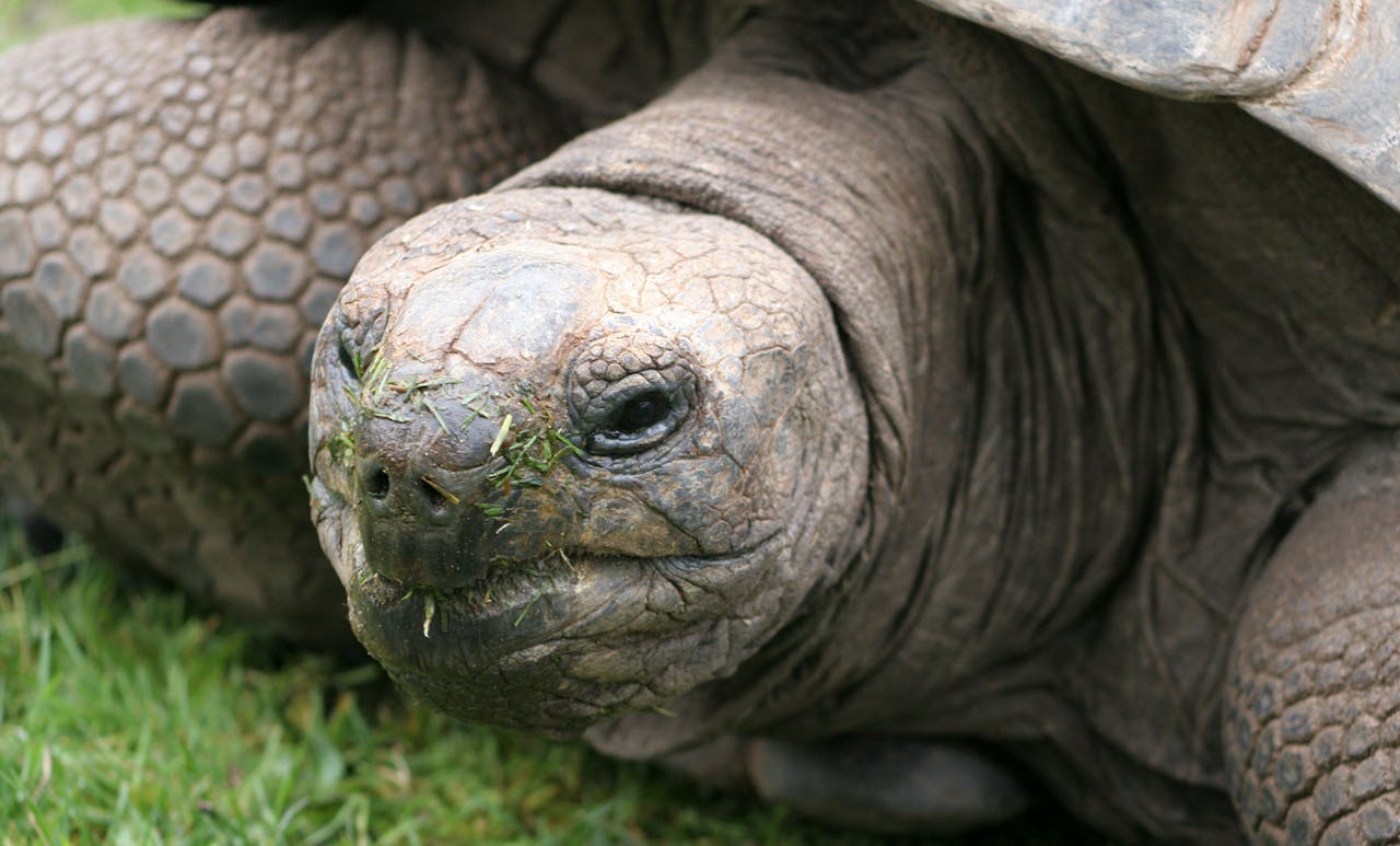 tortuga-gigante-aldabra