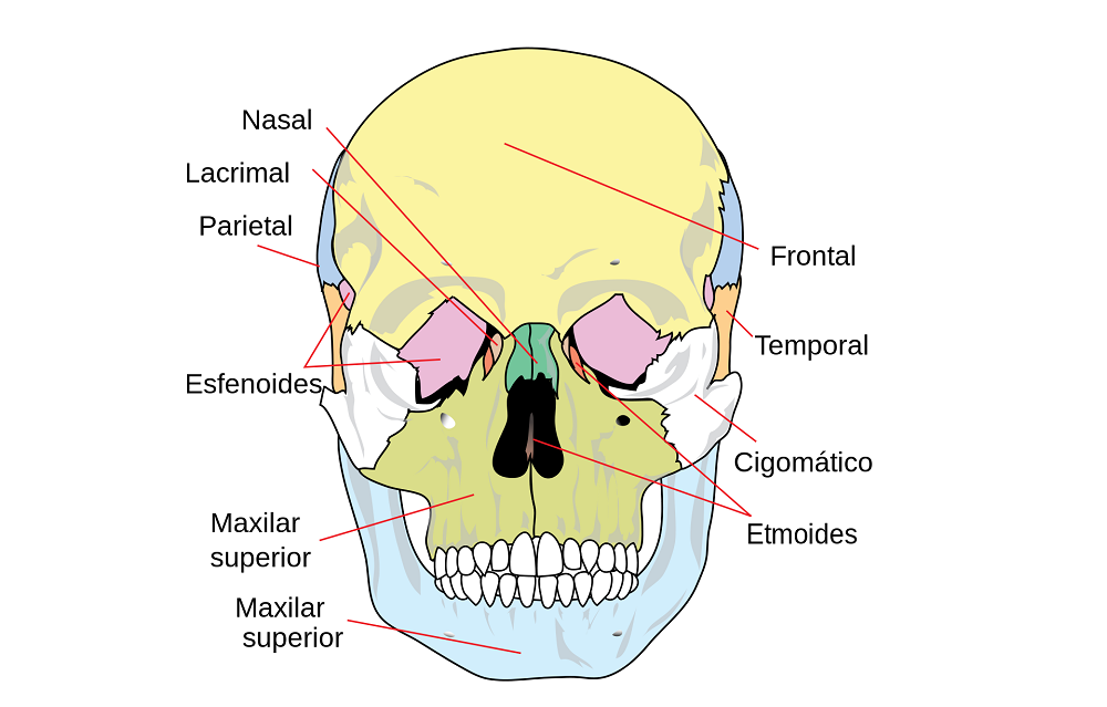 Huesos del viscerocráneo