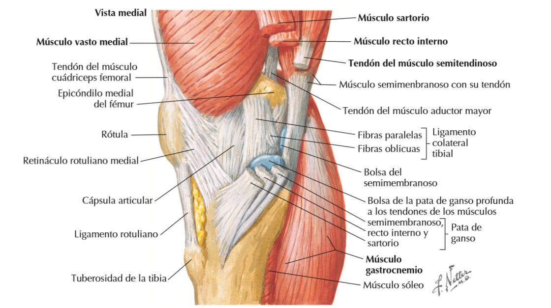 Rodilla tendones