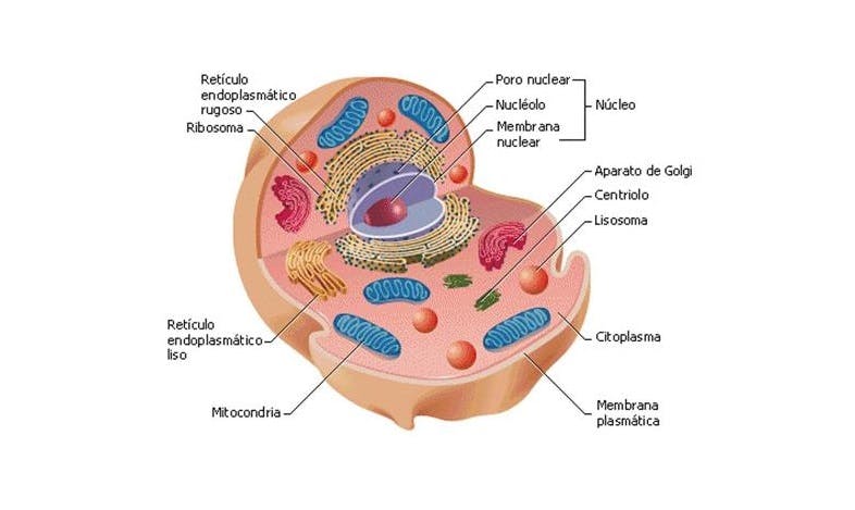 Partes de la célula