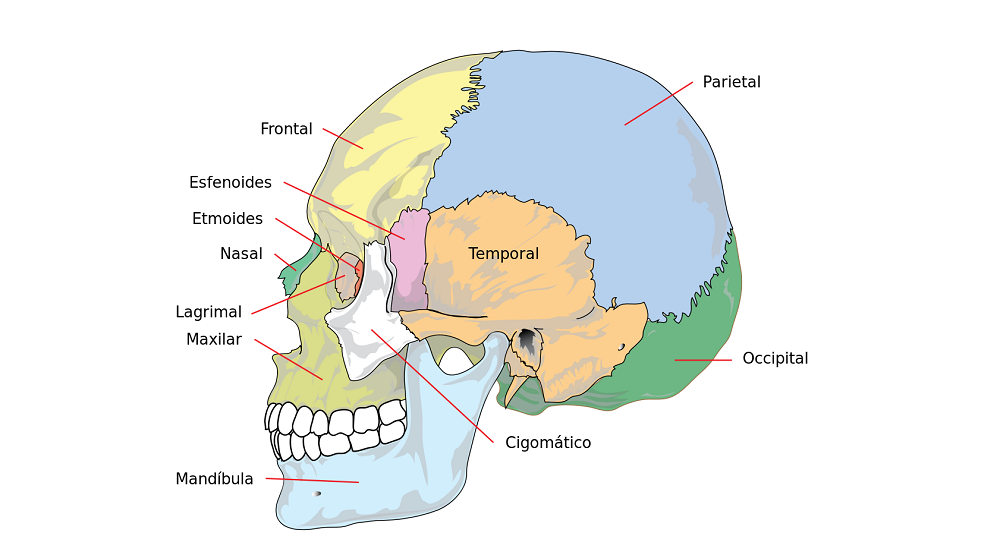 Huesos cráneo y cabeza