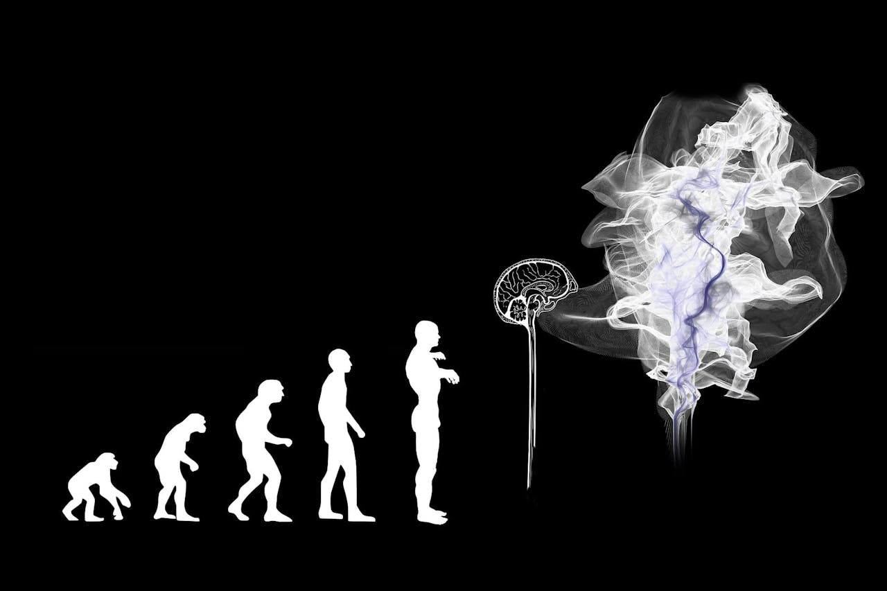 Plasticidad cerebral evolución