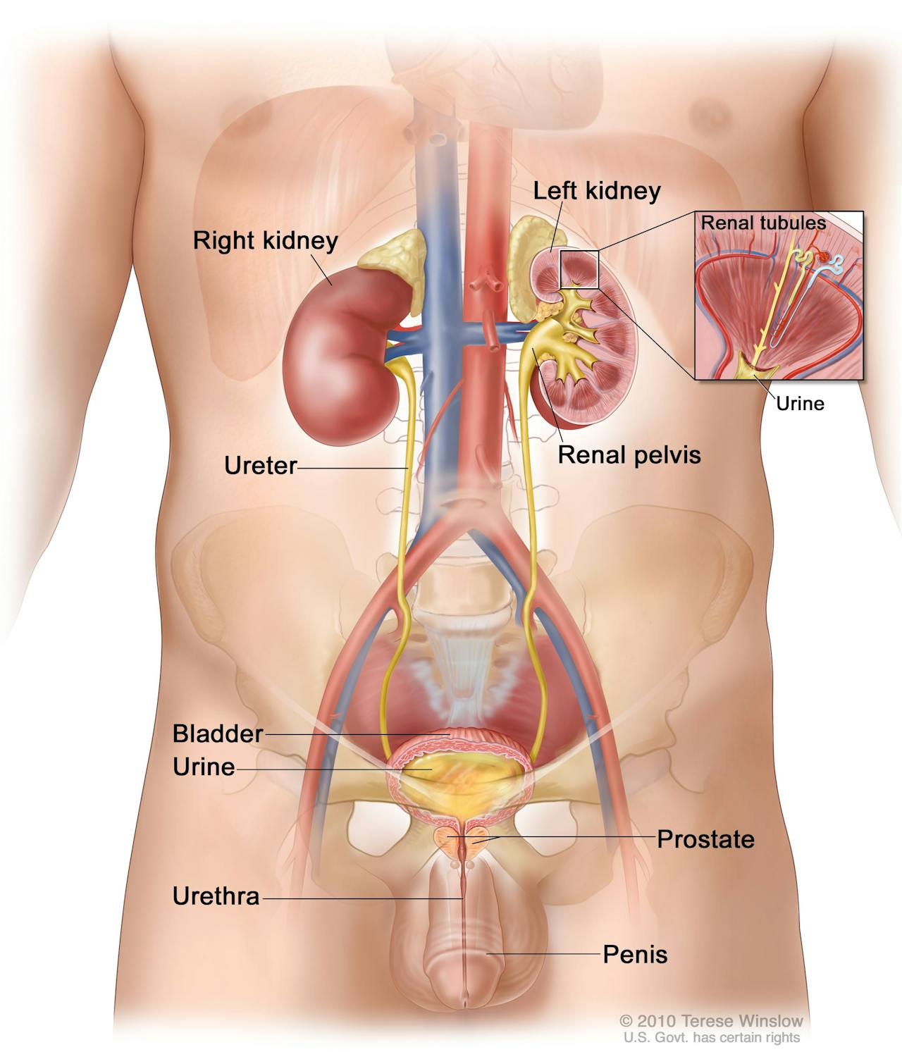 Sistema urinario excretor