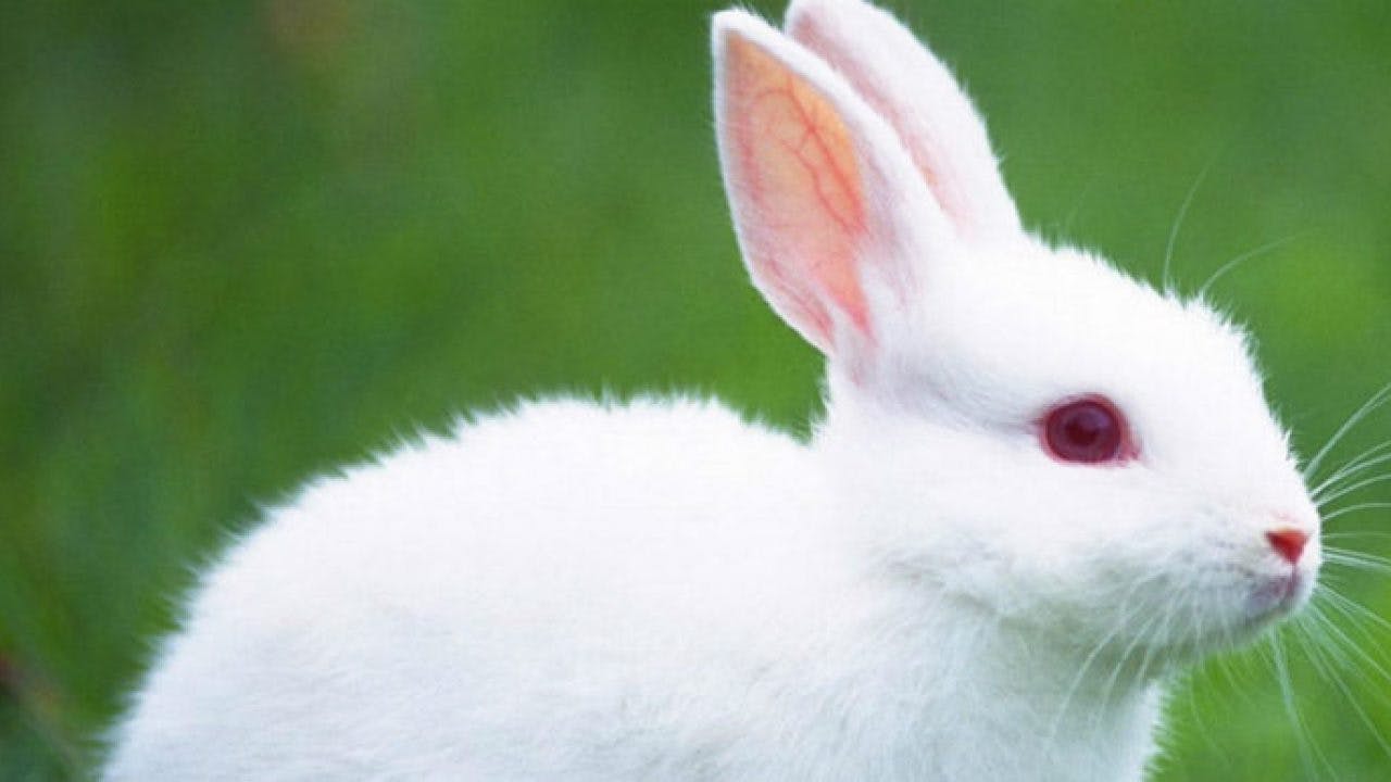 Conejo blanco de Florida