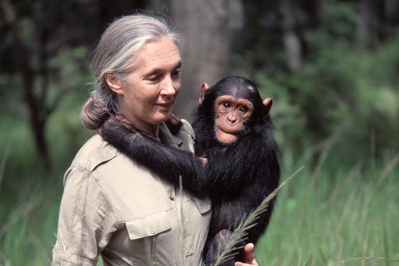 Jane Goodall biografía