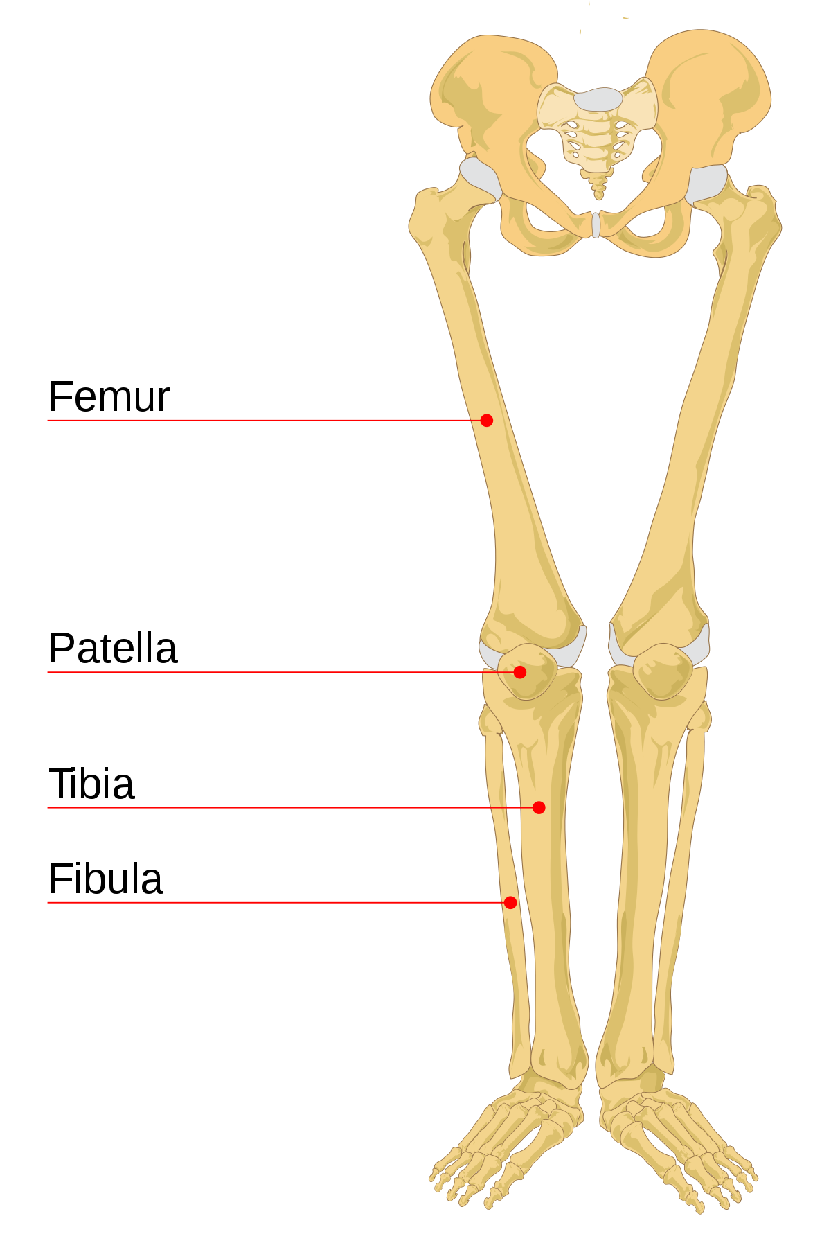 Huesos pierna