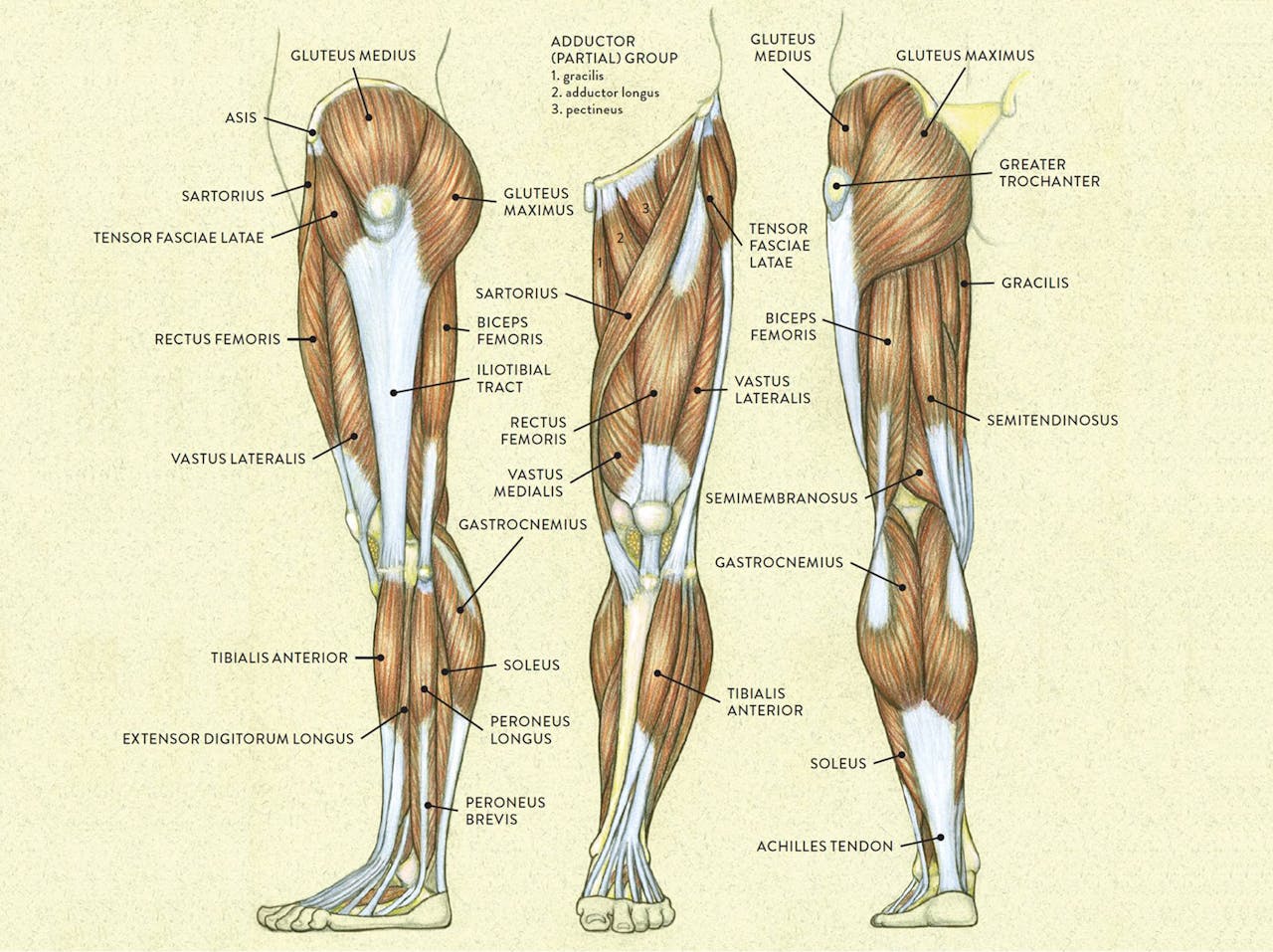 Músculos pierna
