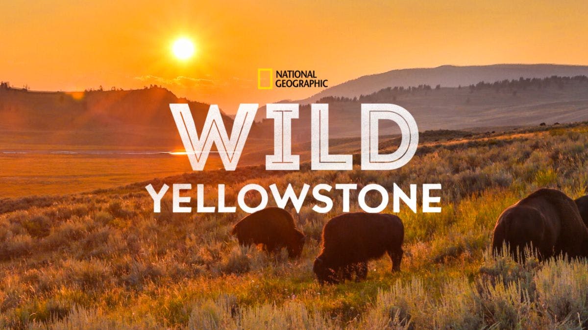Wild yellowstone