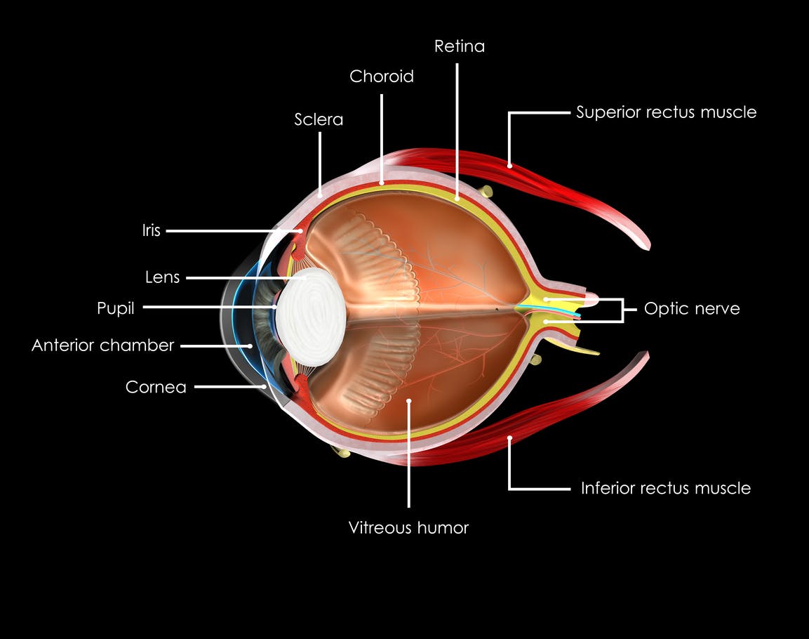 Anatomía ojo
