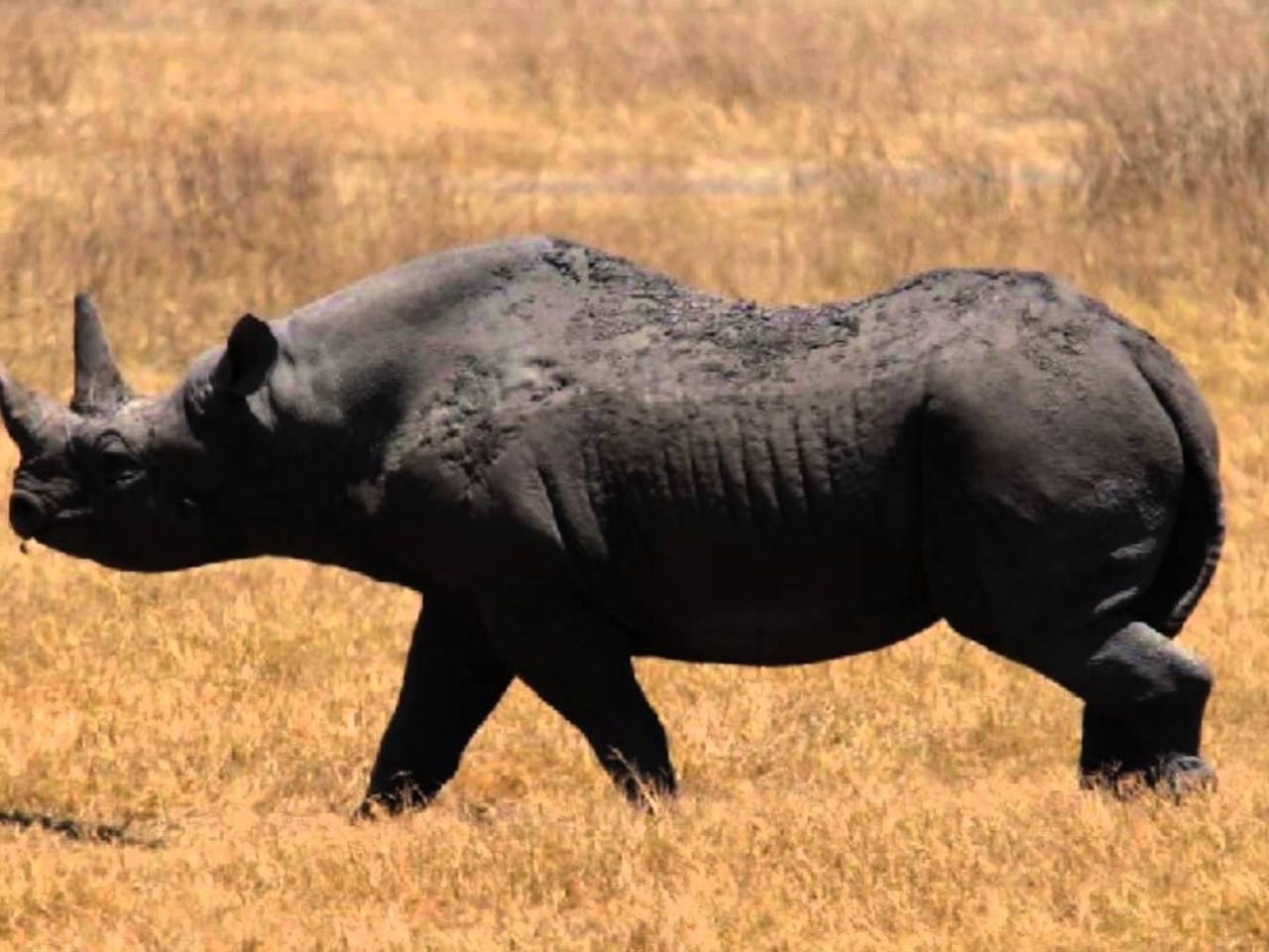 Rinoceronte negro occidental