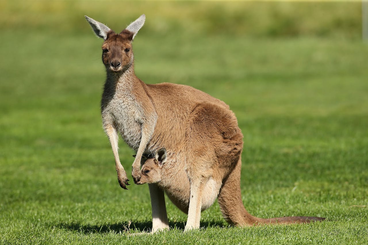 marsupial-embarazo