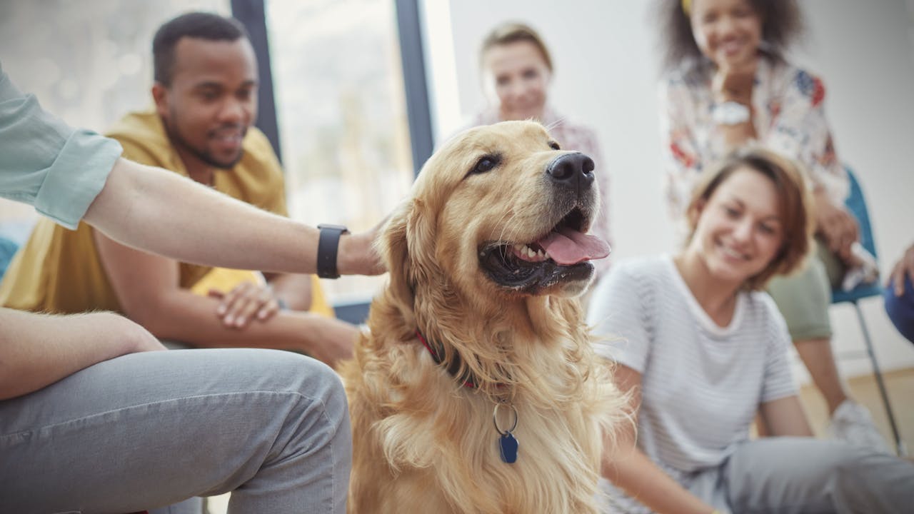 terapia-con-perros-como-ayuda