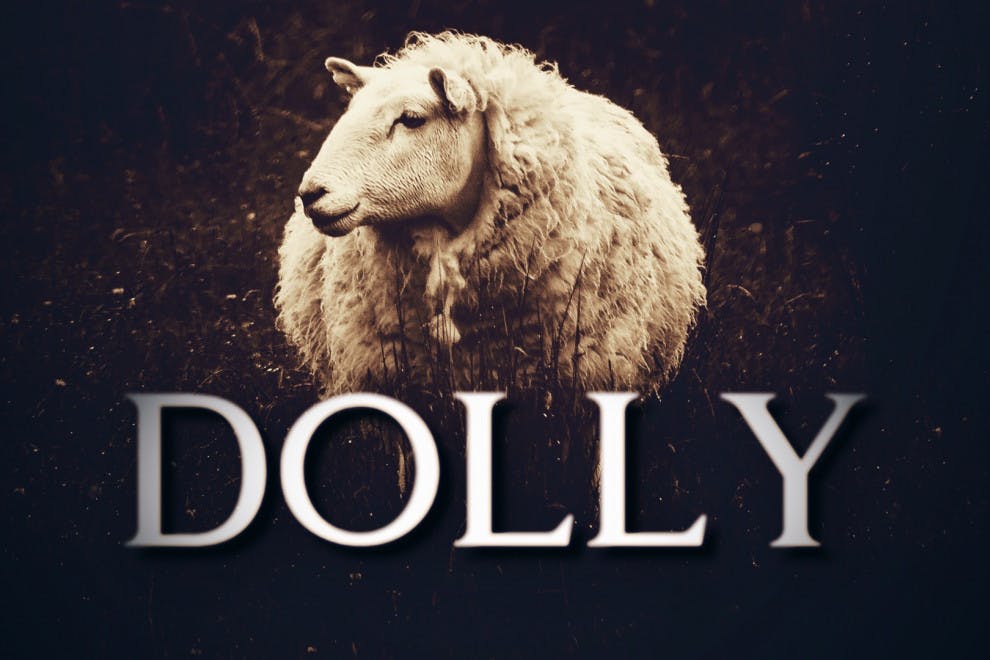 Clonación oveja Dolly