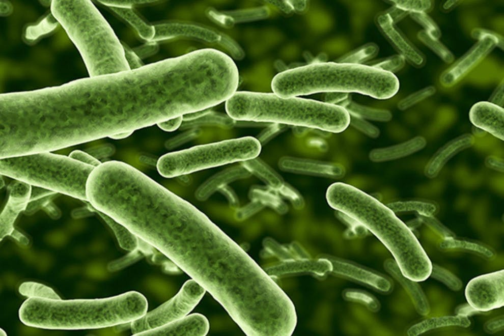 diferencias-bacterias-algas