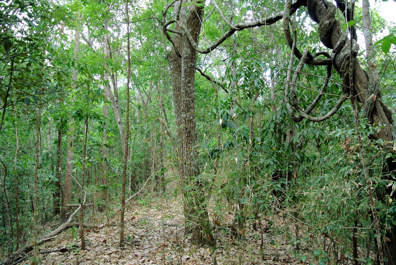 Bosque ecuatorial