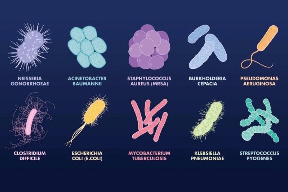 Clase Bacterias Las Bacterias Biologia Celular Images